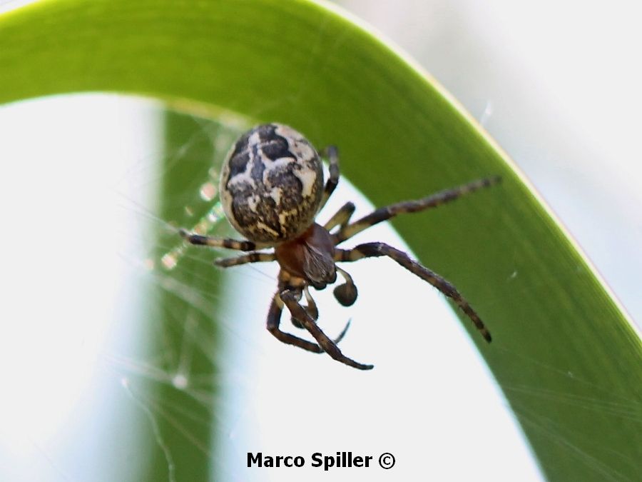 Maschi di Larinioides cornutus - Milano